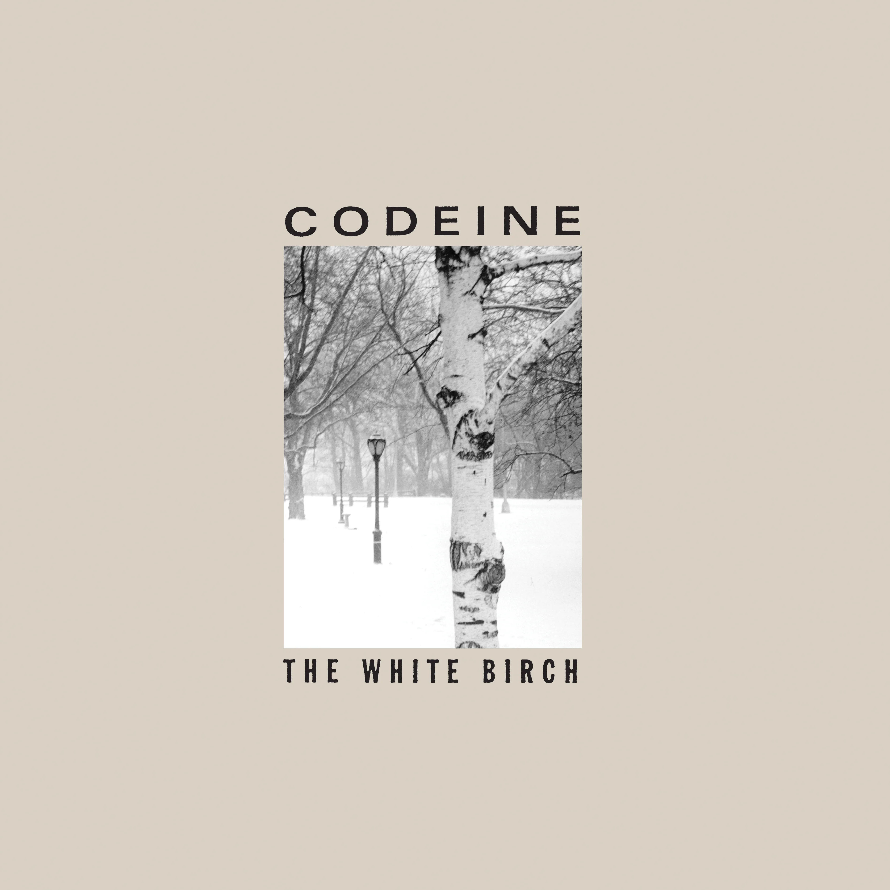 The White Birch - Image 8